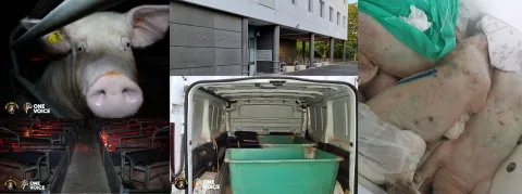 Le CHU de Clermont-Ferrand accusé de maltraiter des cochons pour l'apprentissage médical