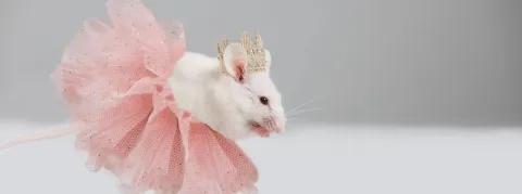 Pourquoi tester les médicaments sur des animaux mâles est problématique pour la santé des femmes