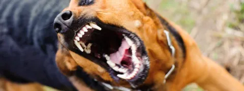 Rien à signaler en France, un cas de rage en Nouvelle-Zélande