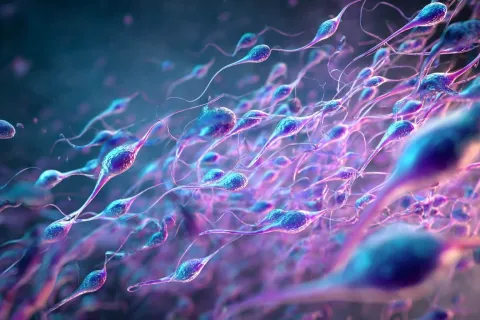 Les éjaculations fréquentes amélioreraient la qualité du sperme, selon une nouvelle étude