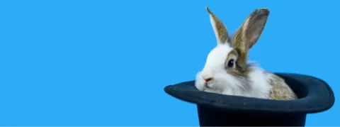 Le Sénat a adopté une « taxe lapin », mais le gouvernement n’est pas décidé