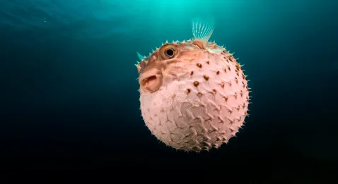 Tumeur au cerveau : record en Inde