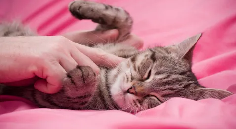 Agnès Buzyn aux médecins : « Vous êtes les ambassadeurs de la prévention »