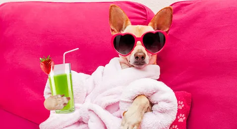 MSP en gestion : les avantages du salariat en libéral