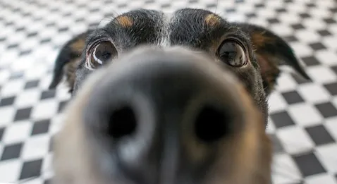 Le parquet financier pointe son nez à l’Oniam