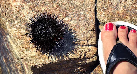 Homéopathie : vers la fin du remboursement ?