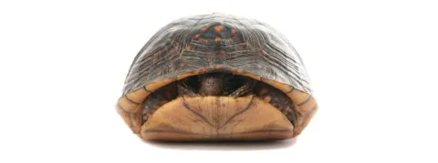 La tolérance aux antibiotiques, un problème mais aussi une piste pour comprendre et combattre la résistance aux antibiotiques