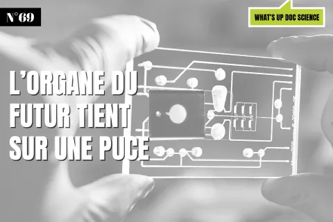 L’organe du futur tient sur une puce 