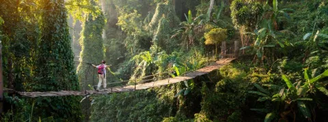 Chauves-souris, oiseaux, volailles, et si les animaux étaient les porteurs des futures épidémies ? Les scientifiques sont sur le coup