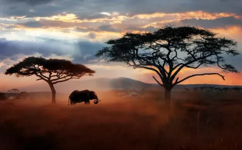 En 10 ans les épidémies zoonotiques ont doublé en Afrique selon l’OMS 