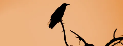 Excès de mortalité en juillet durant la canicule : premières données