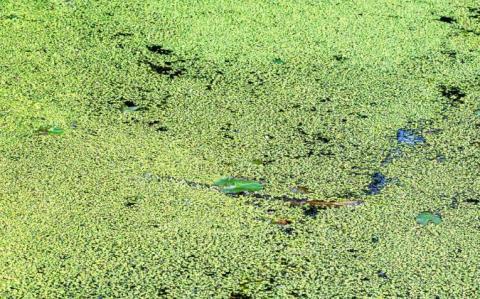 Alerte en baie de Saint-Brieuc, les algues vertes dégagent trop d’hydrogène sulfuré
