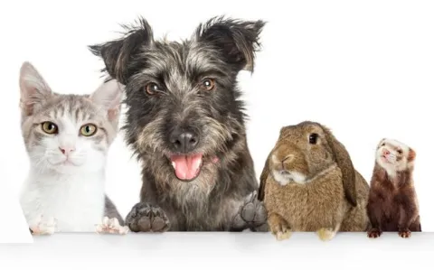 Attention ! L’Anses recommande aux patients atteints de la variole du singe, d’éviter tout contact avec leurs animaux