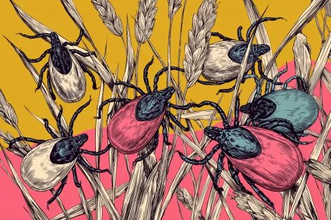 La menace d’une augmentation des cas d’encéphalite à tiques plane sur la France selon l’Anses 