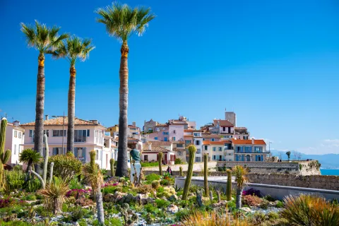 Chikungunya : le plus gros foyer métropolitain se trouve à Antibes