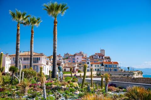Chikungunya : le plus gros foyer métropolitain se trouve à Antibes