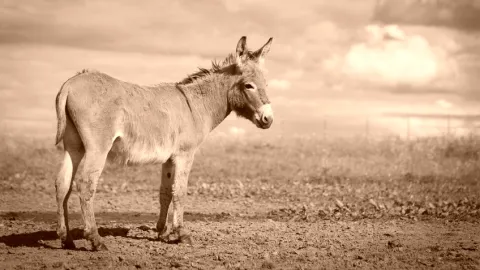 Gestion des hôpitaux : les médecins sont-ils des cancres ?