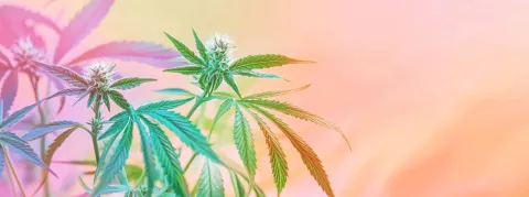 Futur du cannabis médical en France : c'est la HAS qui aura le dernier mot !