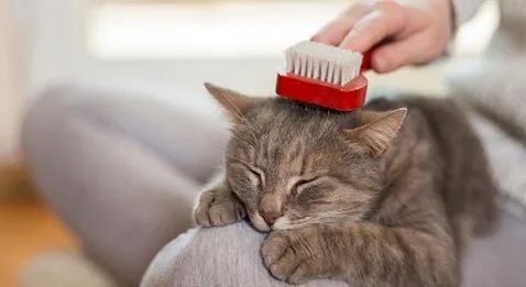 Mecss du Sénat : les médecins brossés dans le sens du poil