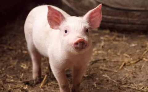 Première mondiale : un vaccin contre la peste porcine
