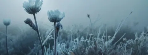Infertilité : Joe Biden juge « scandaleux » que l'État d'Alabama assimile les embryons congelés à des enfants