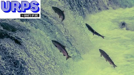 #URPSbyWUD - Claude Leicher : « Les URPS ne servent pas à grand-chose »