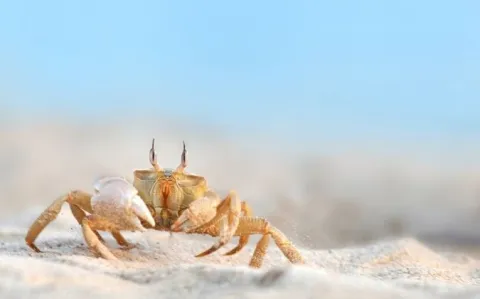 Taux de survie au cancer : « Les Etats-Unis ont beaucoup à apprendre des autres pays et systèmes»