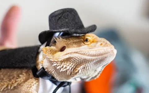 Trump retweete la vidéo d’une médecin pro-chloroquine qui croit au pouvoir "reptilien"