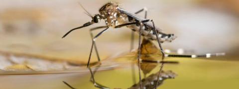 Un nombre de cas "exceptionnel" de dengue en France en 2022