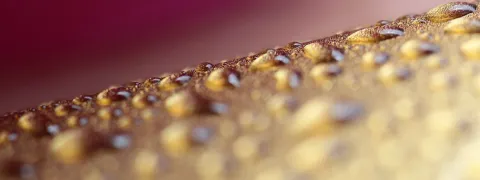 Chaleurs extrêmes : le thermomètre mouillé, un indice mortel à surveiller