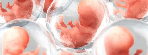 La course aux embryoïdes humains, qui sera le premier ?