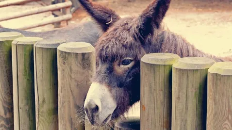 Conflits d’intérêts : et la pire fac de médecine est…