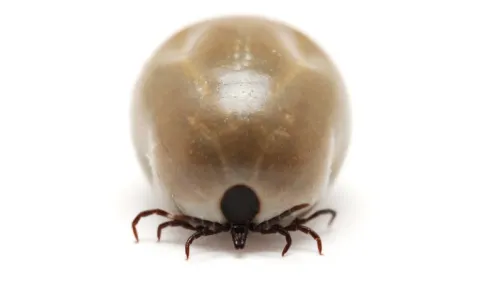 Le Dr Ghozzi, grand spécialiste de la maladie de Lyme, viré de sa chefferie d'unité