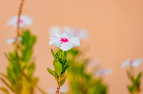 De la médecine traditionnelle au traitement du cancer : le fabuleux destin de la pervenche de Madagascar