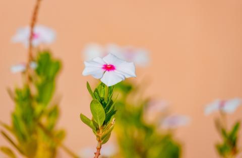 De la médecine traditionnelle au traitement du cancer : le fabuleux destin de la pervenche de Madagascar