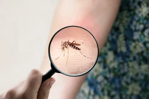 Moustique‑tigre : le changement climatique étend le risque de dengue à presque toute la France