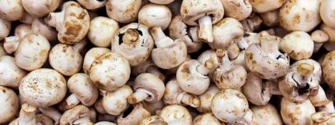 Méfiez-vous des champignons, les infections fongiques sont sous-estimées, et pourtant mortelles