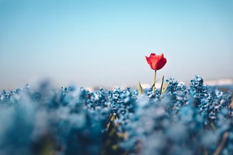 Hôpital Robert Debré : La ferme florale urbaine les couvre de fleurs ! 