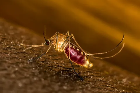 Paludisme : premier financement pour la vaccination d'enfants en Afrique 