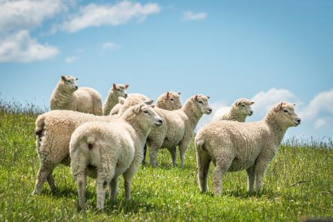 Covid : la Nouvelle-Zélande, un exemple à suivre ? 