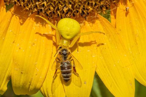 Le venin d’abeille, une arme létale contre les cellules cancéreuses du sein 