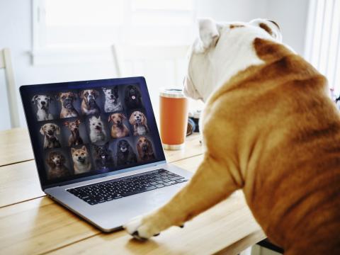 En Suède, les chiens comme remède contre la solitude Covid ? 