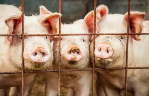 Bretagne : l’enquête de l’ONG Splann ! dénonce la pollution à l’ammoniac 