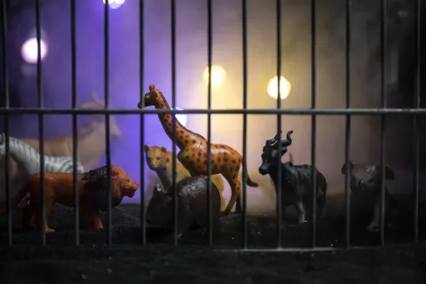 Vente d’animaux sauvages : Les marchés doivent faire place nette ! 