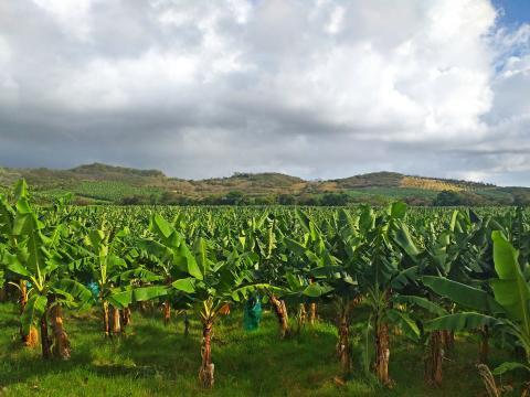 Empoisonnement des Antilles à la chlordécone, responsable de cancers de la prostate, vers un non-lieu