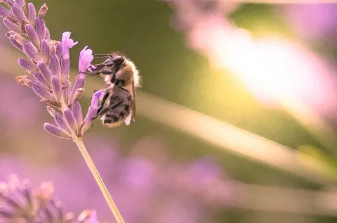 Un hôpital psy avec des abeilles comme soignantes...