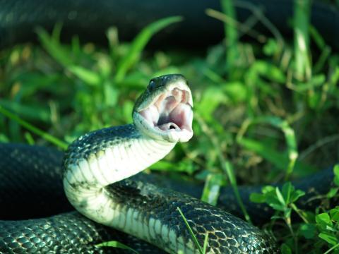 Grève illimitée des PH : Le SNPHARE lance les lundis de la colère