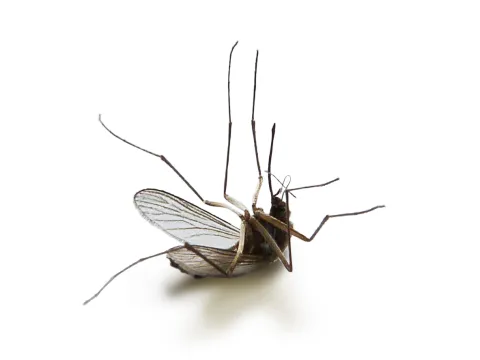 En Chine, le paludisme (enfin) éradiqué 