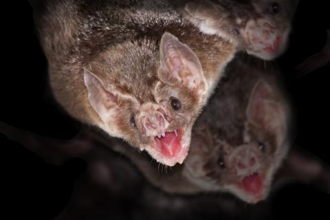 Covid : le comité d'urgence de l'OMS souhaite une surveillance en temps réel des animaux réservoirs