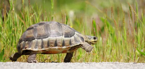 Cas de contamination en baisse : une amélioration qui ralentit